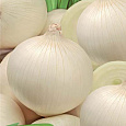 Лук Репчатый Джамбо Белый Лук Репчатый Джамбо Белый