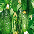 Огурец гибридный F1 Марьина роща Огурец гибридный F1 Марьина роща