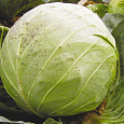 Капуста белокочанная F1 Казачок Капуста белокочанная F1 Казачок