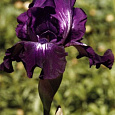Ирис бородатый Виннер Сёкл