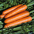 Морковь Королева осени Морковь Королева осени