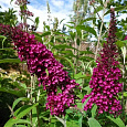 Буддлея Давида Шуга Плам