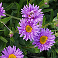 Астра альпийская Фиолетовая