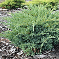 Можжевельник чешуйчатый Блю Сведе