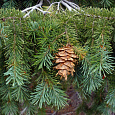 Псевдотсуга Мензиса Kanina