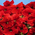 Петуния грандифлора Дримс Ред