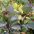 Дерен (кизил) белый Westonbirt