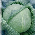 Капуста Белокочанная Монарх F1 Капуста Белокочанная Монарх F1