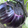 Баклажан обыкновенный Трюфель  Баклажан обыкновенный Трюфель