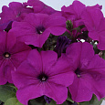 Петуния грандифлора Лимбо Джи Пи Виолет