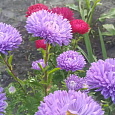 Астра Валентинов день Лавандовая