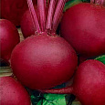 Свёкла столовая Бордо 237 Свёкла столовая Бордо 237