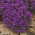 Аубриета (Обриета) дельтовидная Cascade Purple Аубриета (Обриета) дельтовидная Cascade Purple