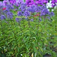 Флокс метельчатый Гений Флокс метельчатый Гений
