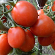 Томат Земляк Томат Земляк